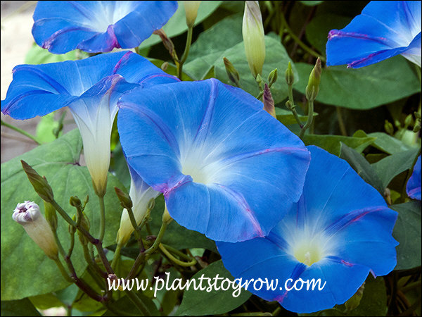 Clarks Heavenly Blue Morning Glory (Ipomoea tricolor)
The large blue funnel or trumpet shaped flowers.
